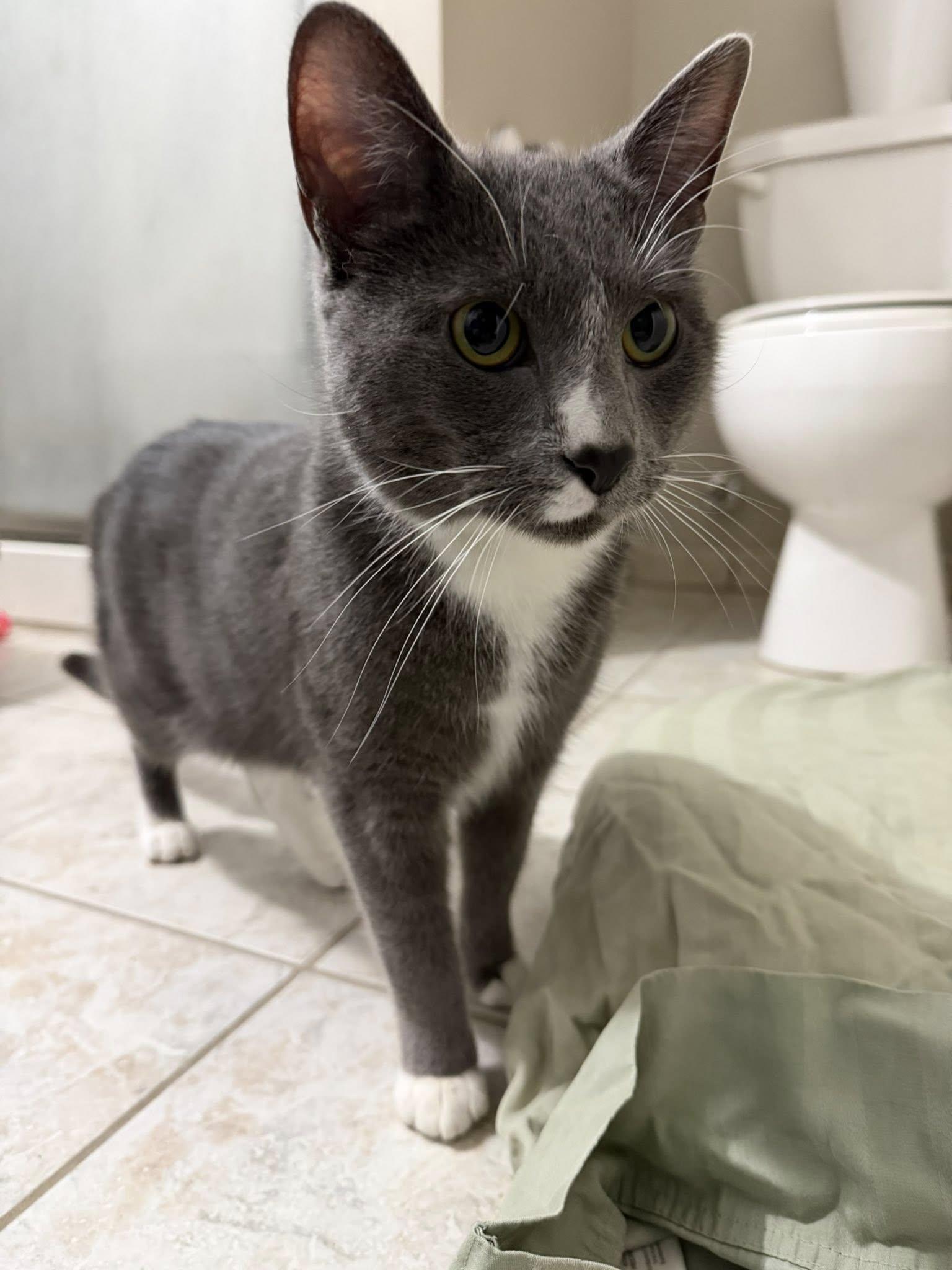 Enlarge Fieryo, an adopted Domestic Short Hair in Cleveland, OH image 6/6