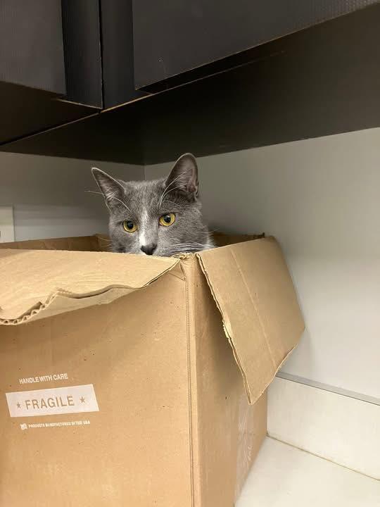 Enlarge Fieryo, an adopted Domestic Short Hair in Cleveland, OH image 5/6