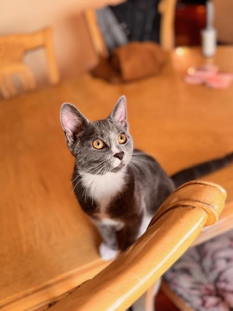 Enlarge Fieryo, a Adoptable Domestic Short Hair in Cleveland, OH image 2/3