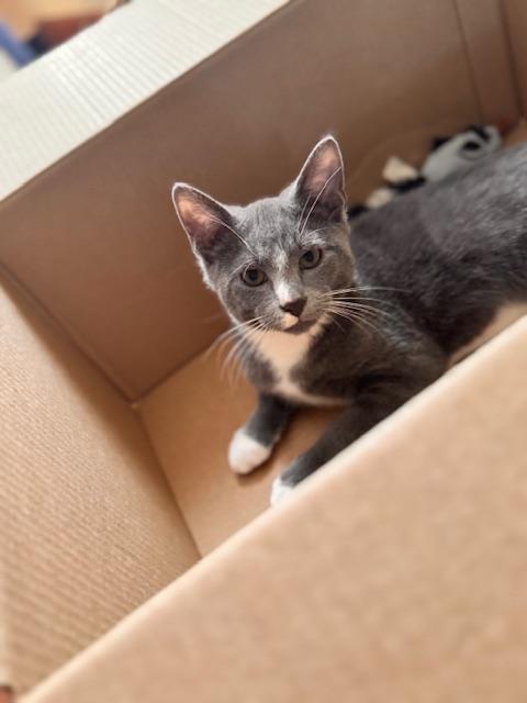 Enlarge Fieryo, a Adoptable Domestic Short Hair in Cleveland, OH image 3/3