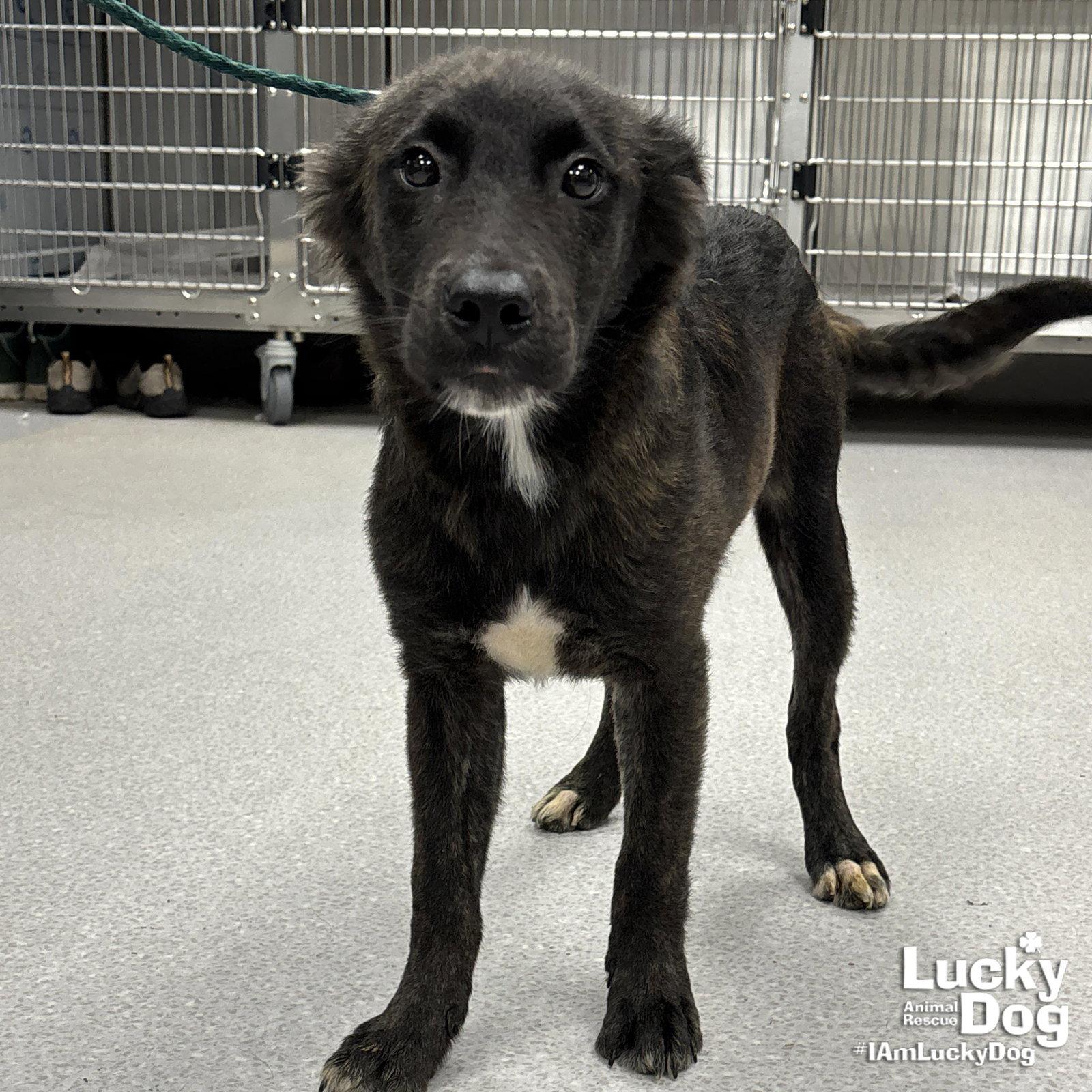 Campbell, a Adopted mixed breed in Washington, DC image 1/2