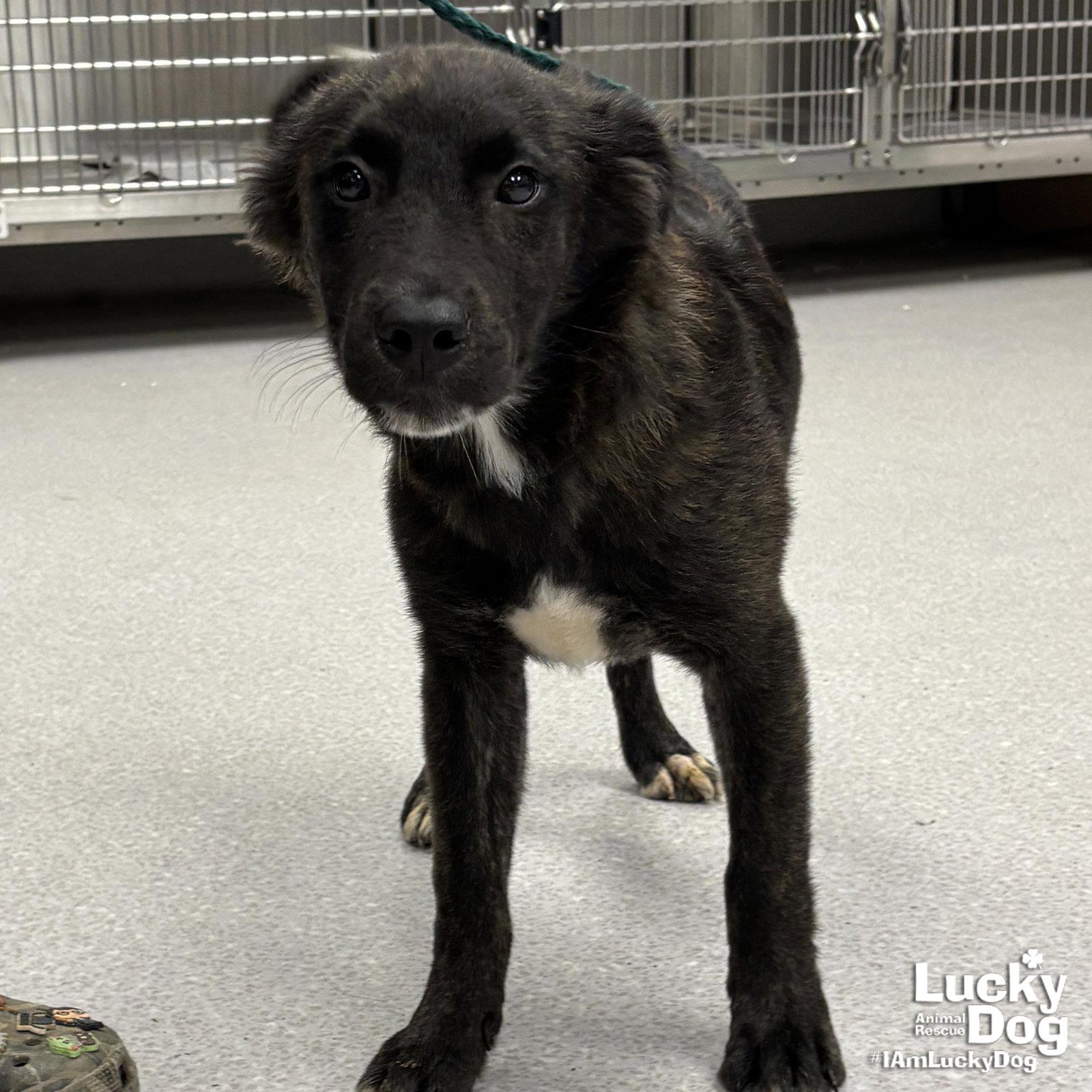 Campbell, a Adopted mixed breed in Washington, DC image 2/2