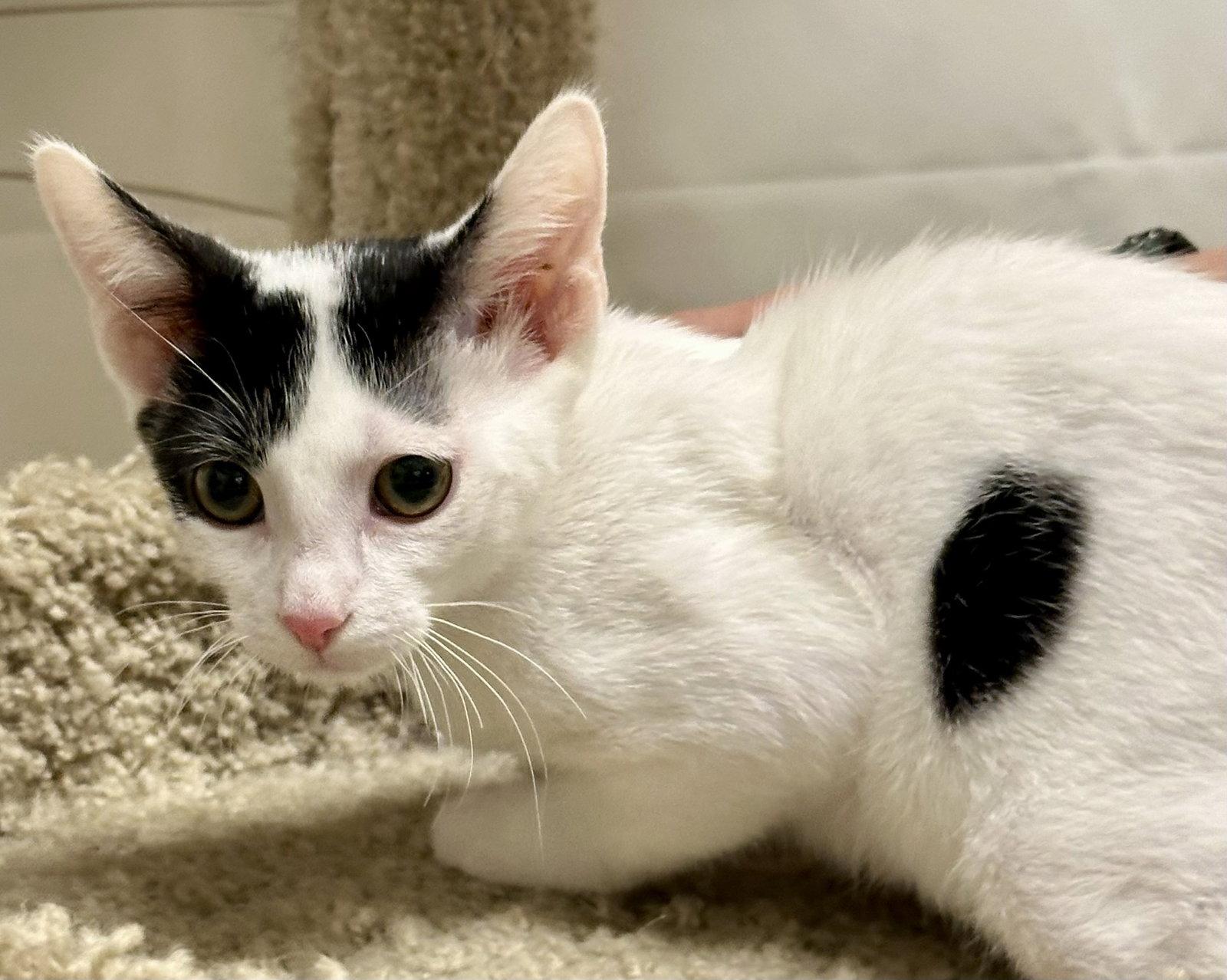 Enlarge Cowboy (Bonded with Roy Rogers), a Adoptable Domestic Short Hair in Phoenix, AZ image 1/2