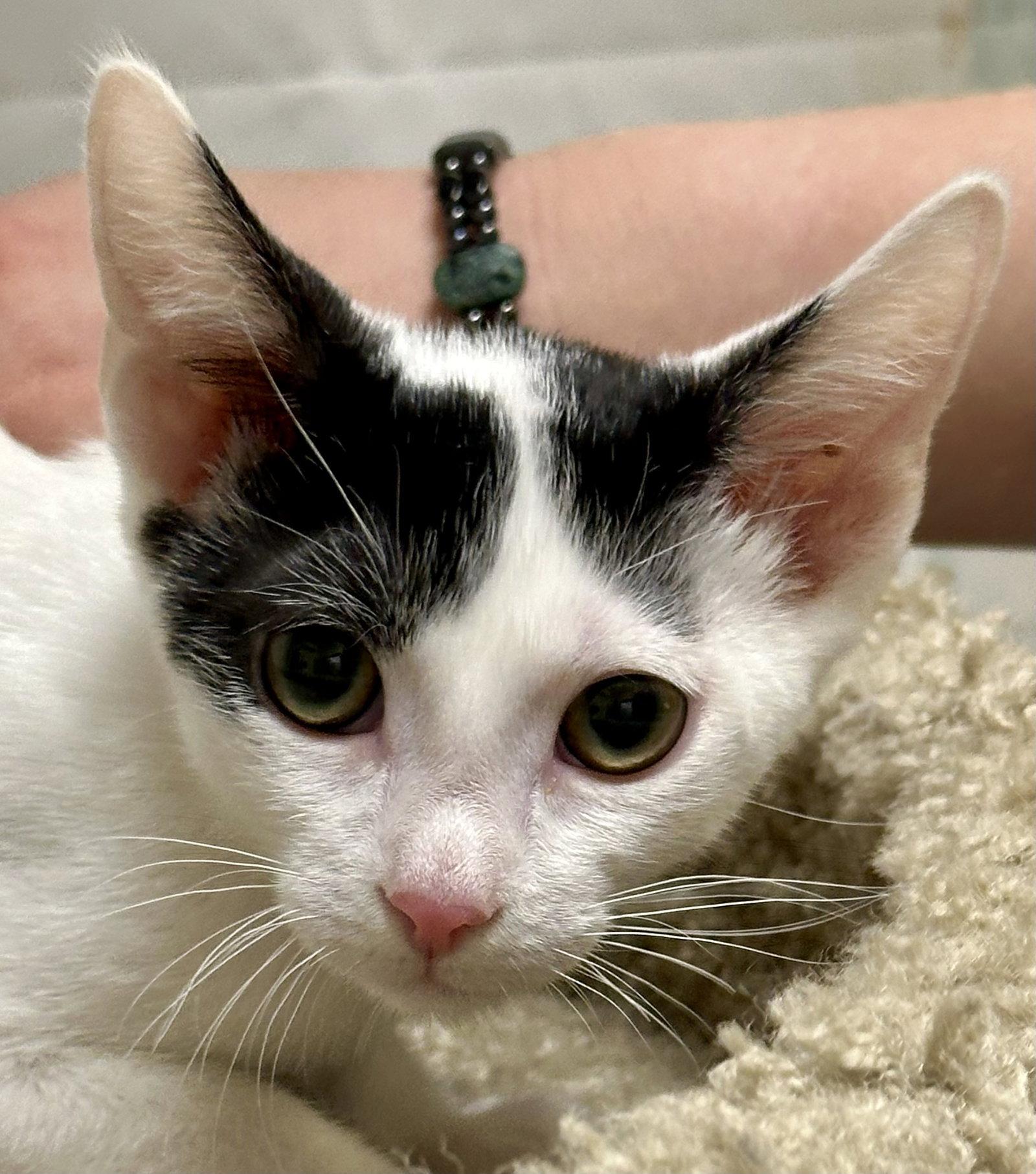 Enlarge Cowboy (Bonded with Roy Rogers), a Adoptable Domestic Short Hair in Phoenix, AZ image 2/2