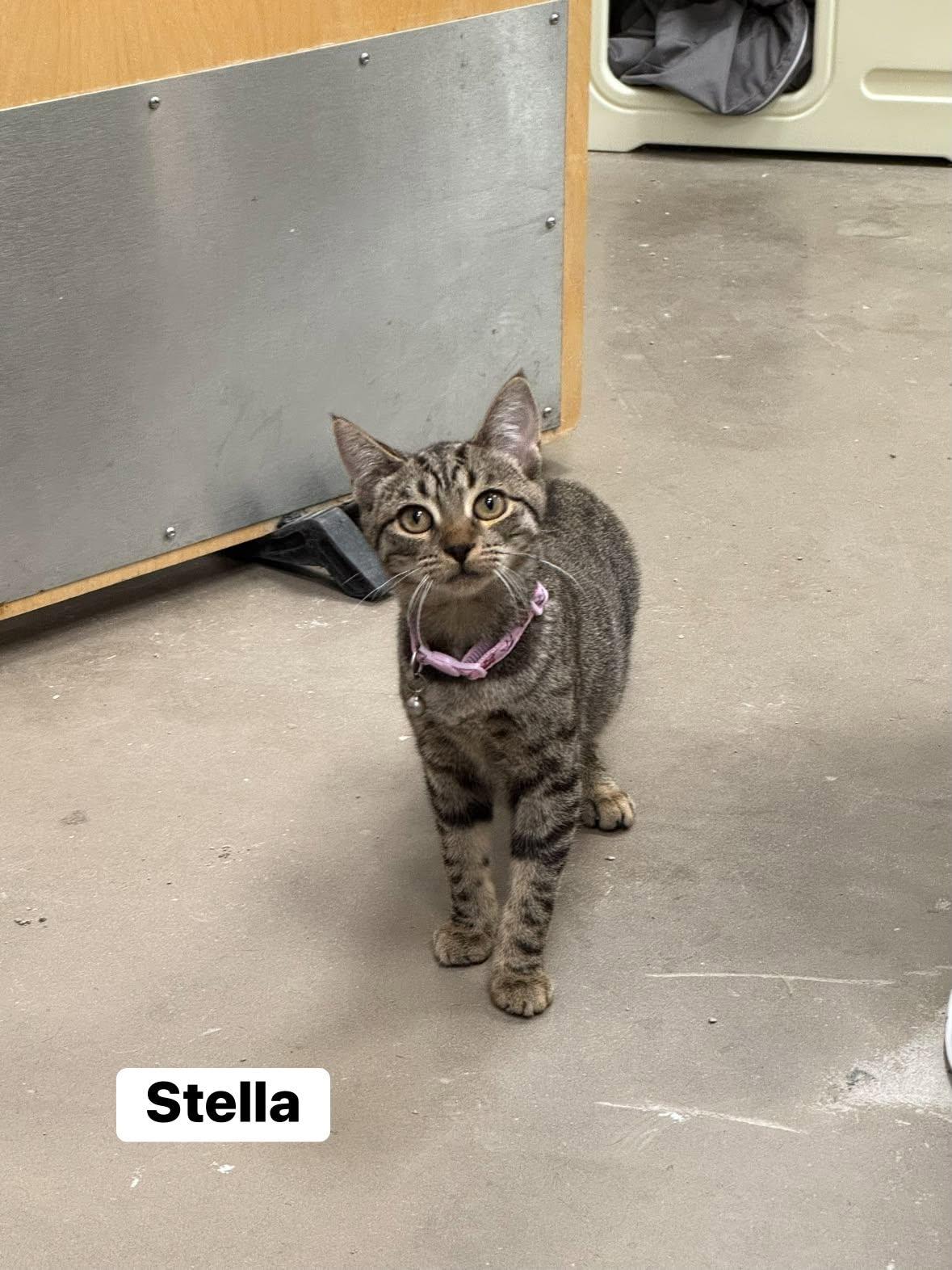 Enlarge Stella, a Adoptable Domestic Short Hair in Staten Island, NY image 6/6