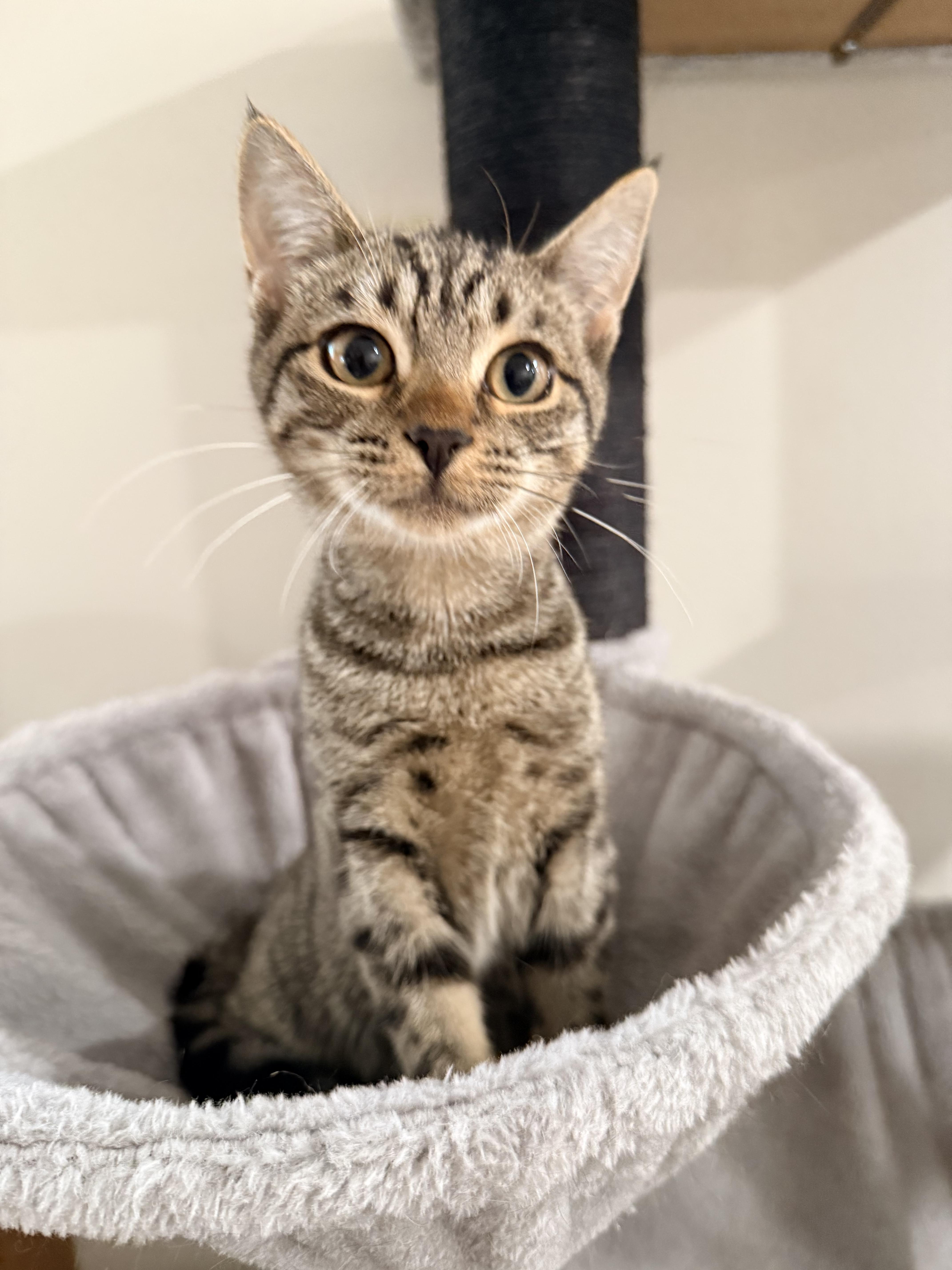 Enlarge Stella, a ADOPTABLE Domestic Short Hair in Staten Island, NY image 3/6