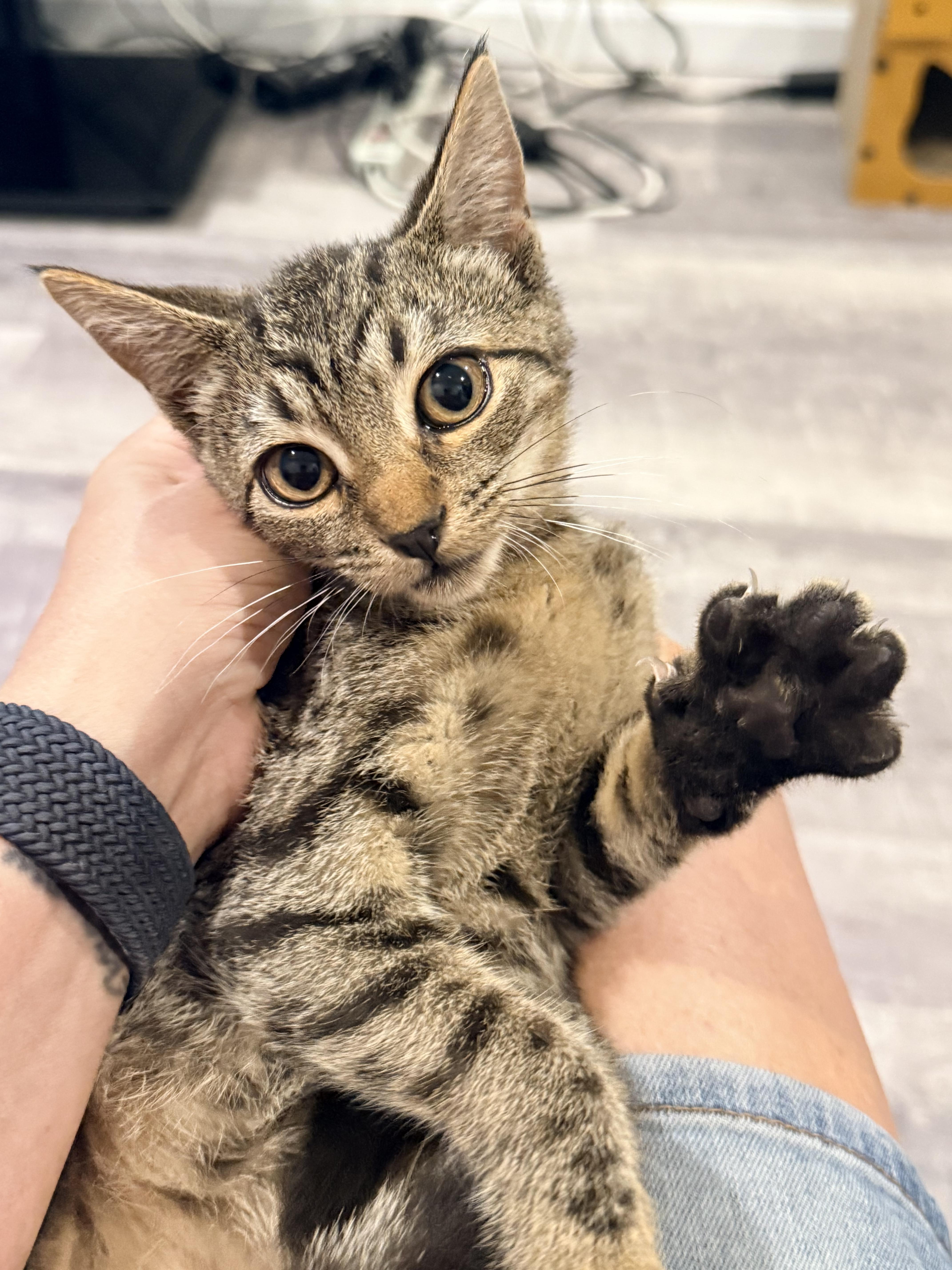 Stella, a ADOPTABLE Domestic Short Hair in Staten Island, NY image 1/4
