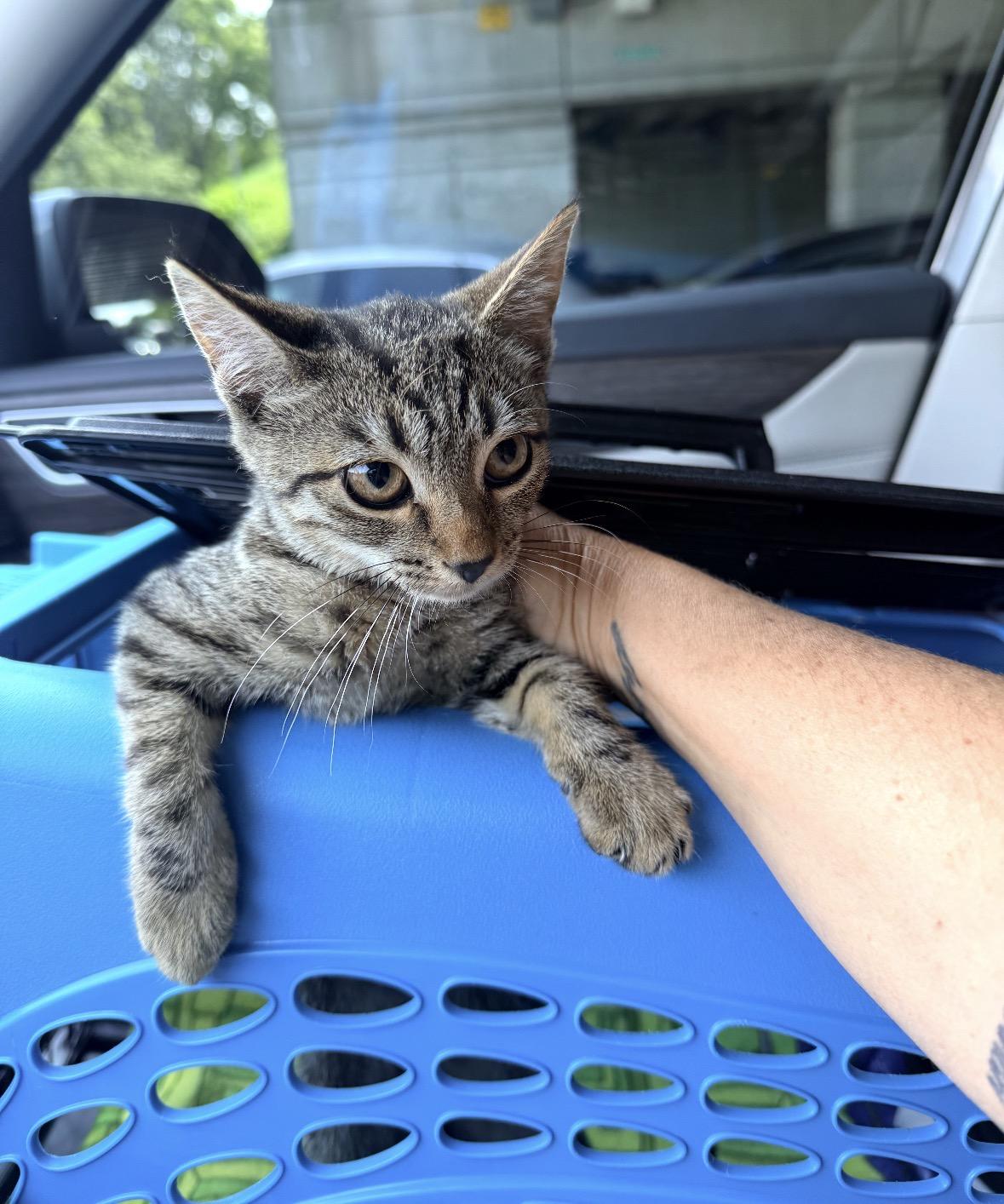 Stella, a ADOPTABLE Domestic Short Hair in Staten Island, NY image 4/4