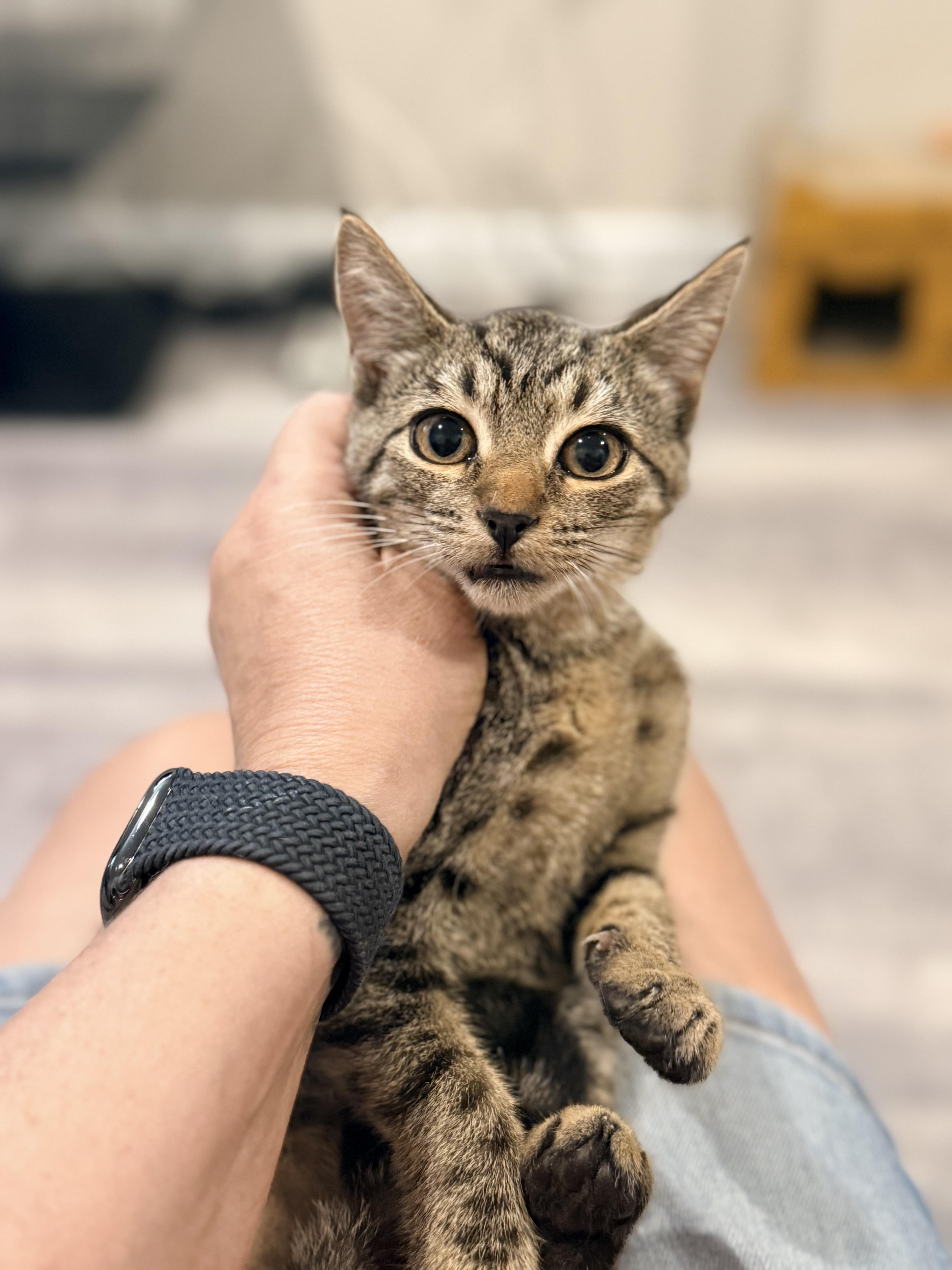 Stella, a ADOPTABLE Domestic Short Hair in Staten Island, NY image 2/4