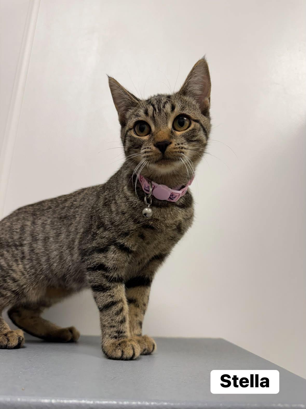 Enlarge Stella, a Adoptable Domestic Short Hair in Staten Island, NY image 1/6