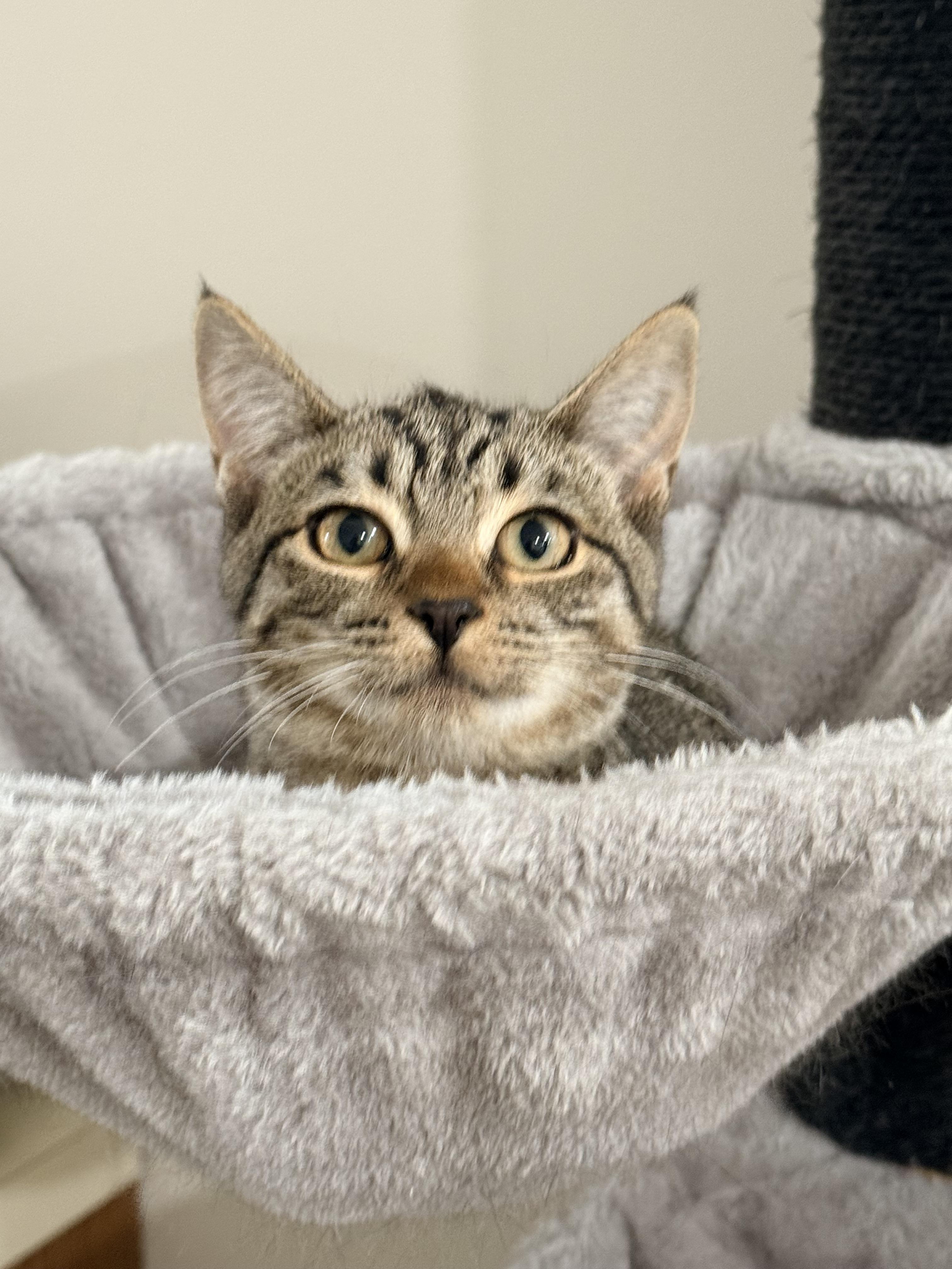 Enlarge Stella, a ADOPTABLE Domestic Short Hair in Staten Island, NY image 6/6