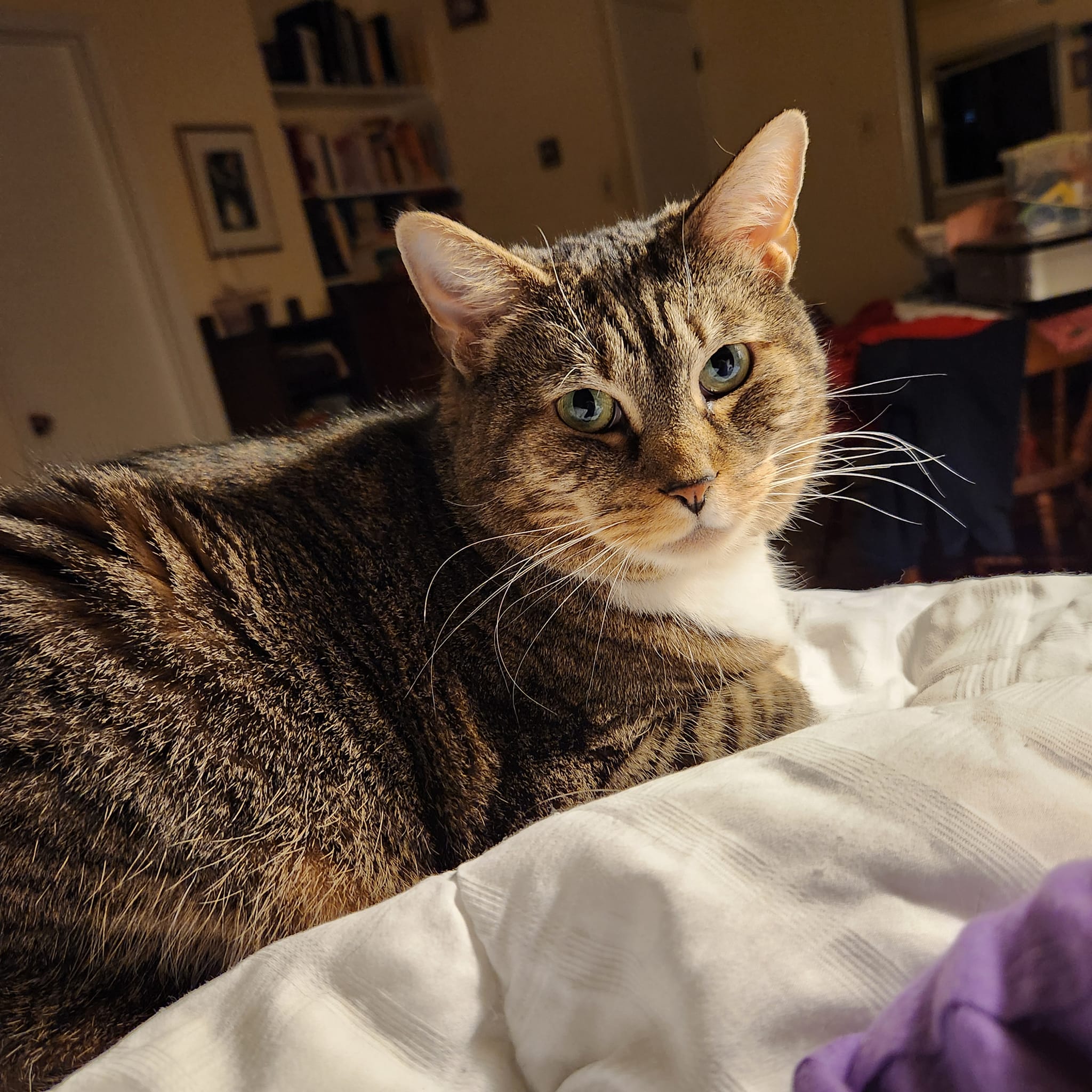 Raja, Adoptable, Adult Female Domestic Short Hair.