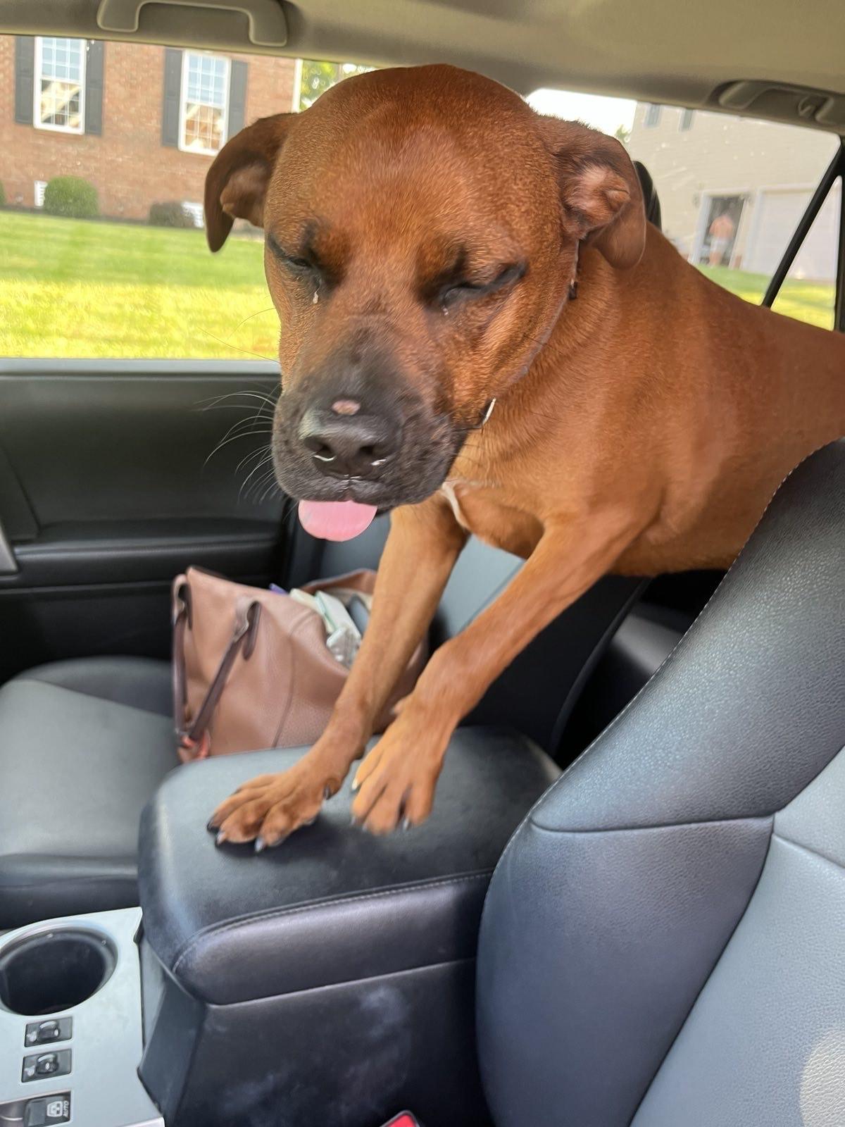 Winston, Adoptable, Young Male Black and Tan Coonhound & Boxer.