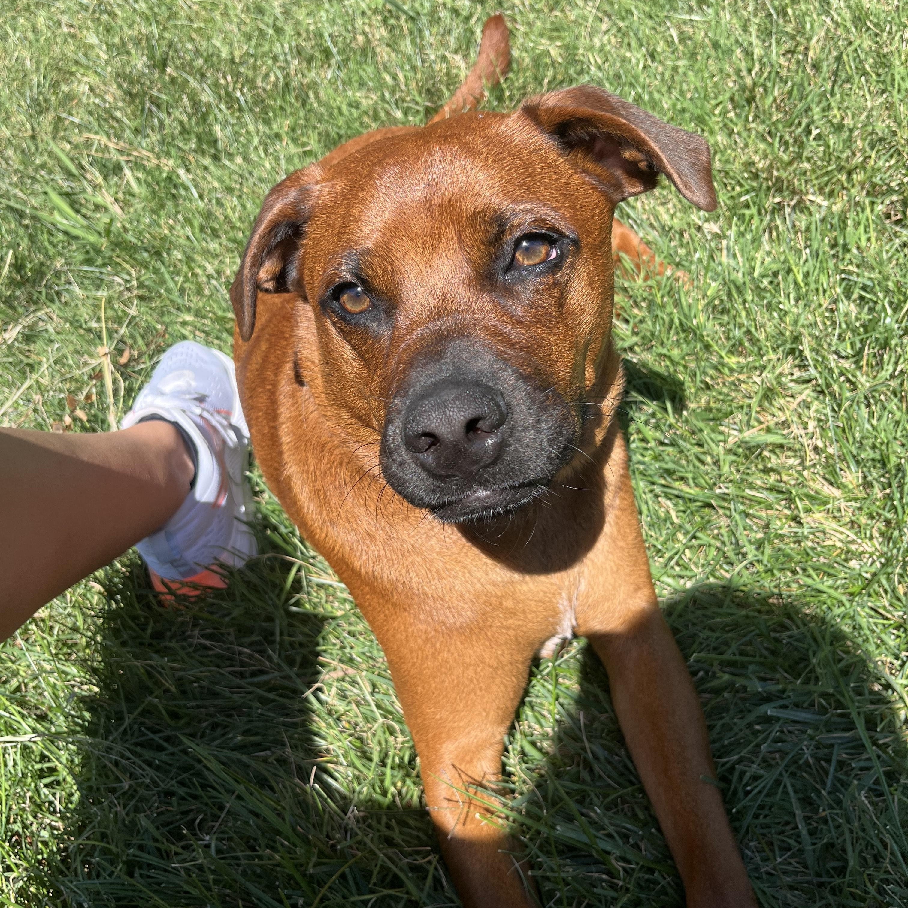 Winston, a Adoptable mixed breed image 2/3