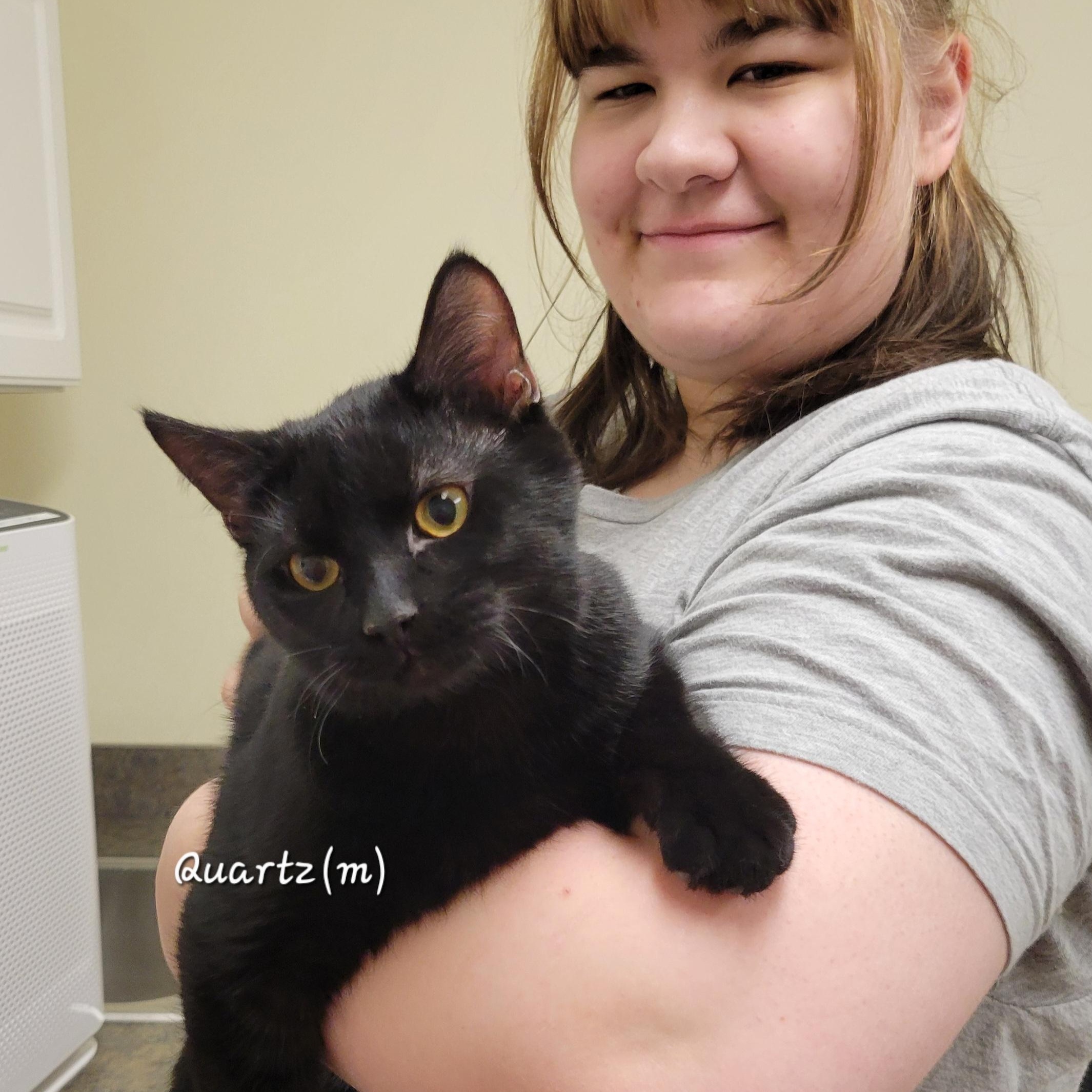 Quartz, Adoptable, Young Male Domestic Short Hair.