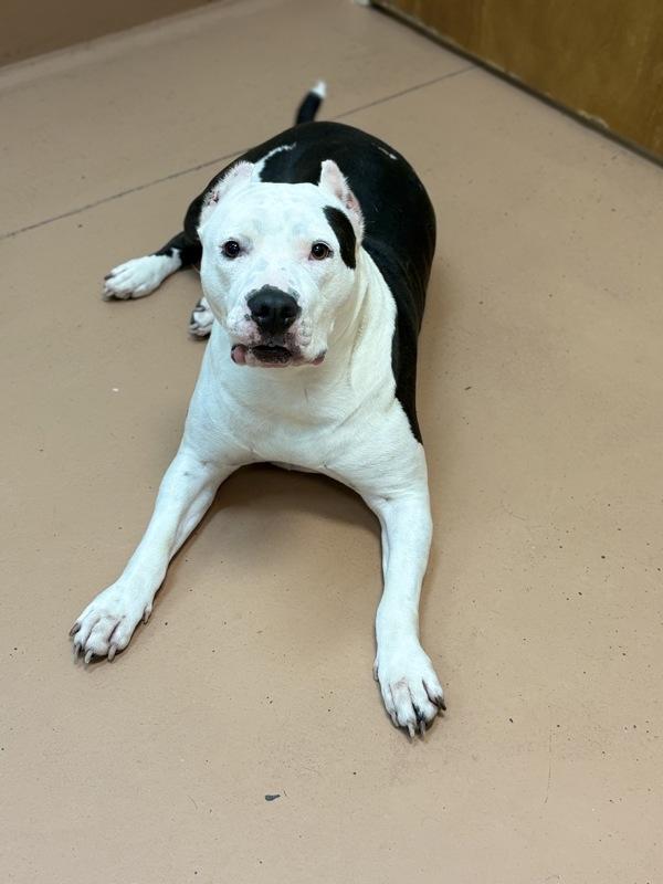 Mona, Adoptable, Adult Female Pit Bull Terrier.