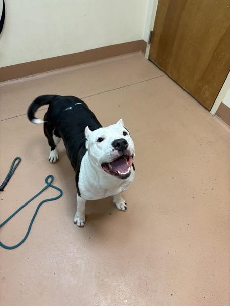 Enlarge Mona, a Adoptable mixed breed in Kennewick, WA image 4/4