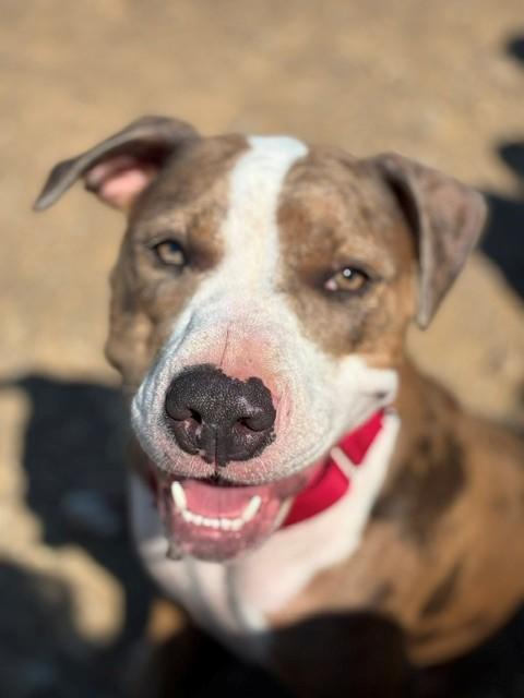 Sophie, ADOPTABLE, Young Female American Staffordshire Terrier & Bull Terrier.