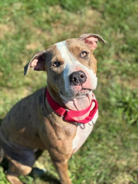 Sophie, a ADOPTABLE mixed breed in Augusta, WV image 2/5