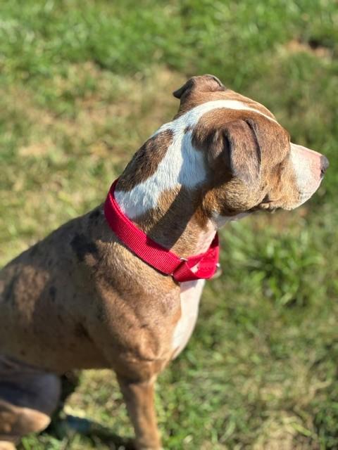 Sophie, a ADOPTABLE mixed breed in Augusta, WV image 5/5