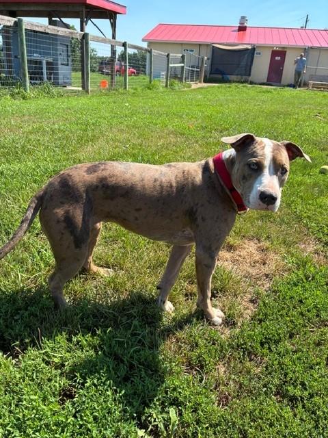 Sophie, a ADOPTABLE mixed breed in Augusta, WV image 4/5