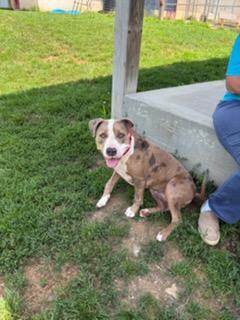 Sophie, a ADOPTABLE mixed breed in Augusta, WV image 3/5