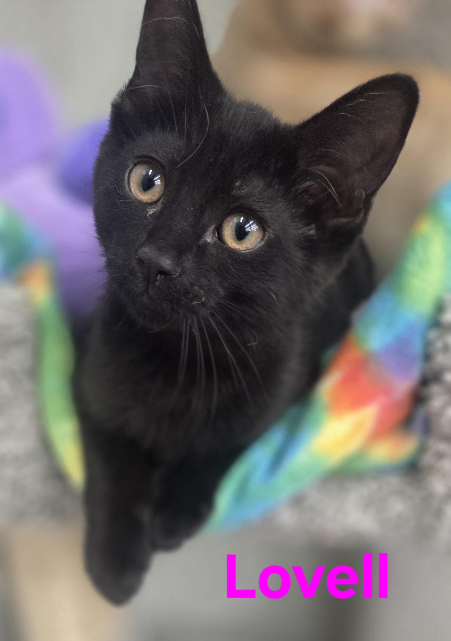 Lovell and Aldrin, adopted, Kitten Female Domestic Short Hair.