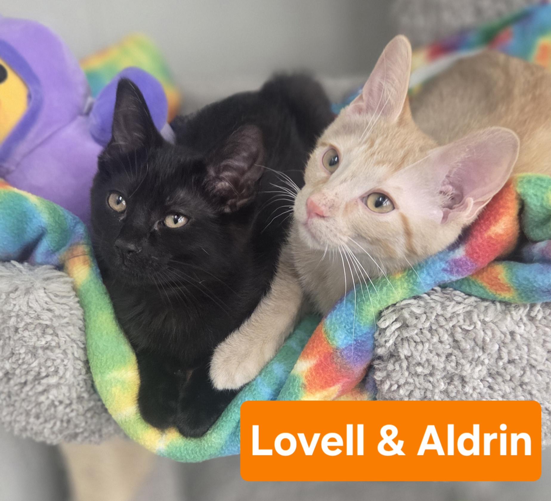 Lovell and Aldrin, an adopted Domestic Short Hair in Brighton, MI image 2/5