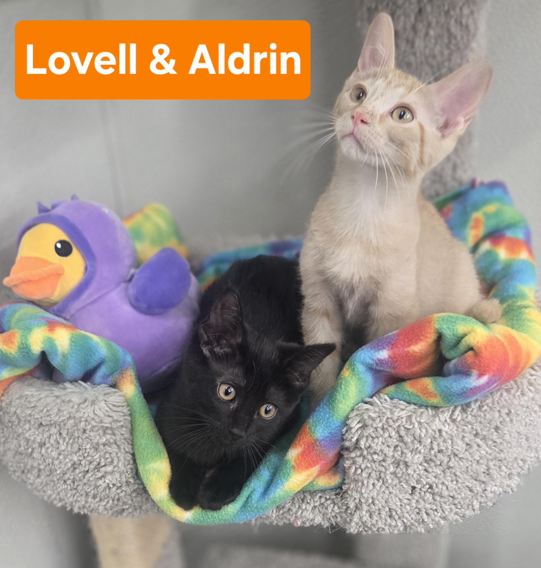 Lovell and Aldrin, an adopted Domestic Short Hair in Brighton, MI image 5/5