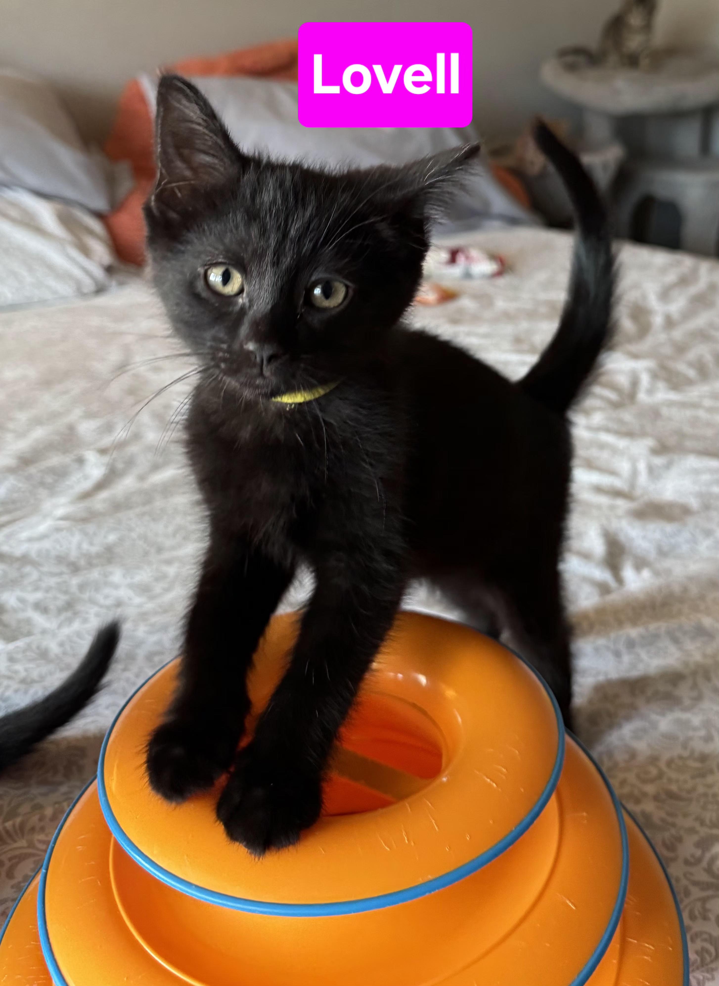 Lovell and Aldrin, an adopted Domestic Short Hair in Brighton, MI image 3/5