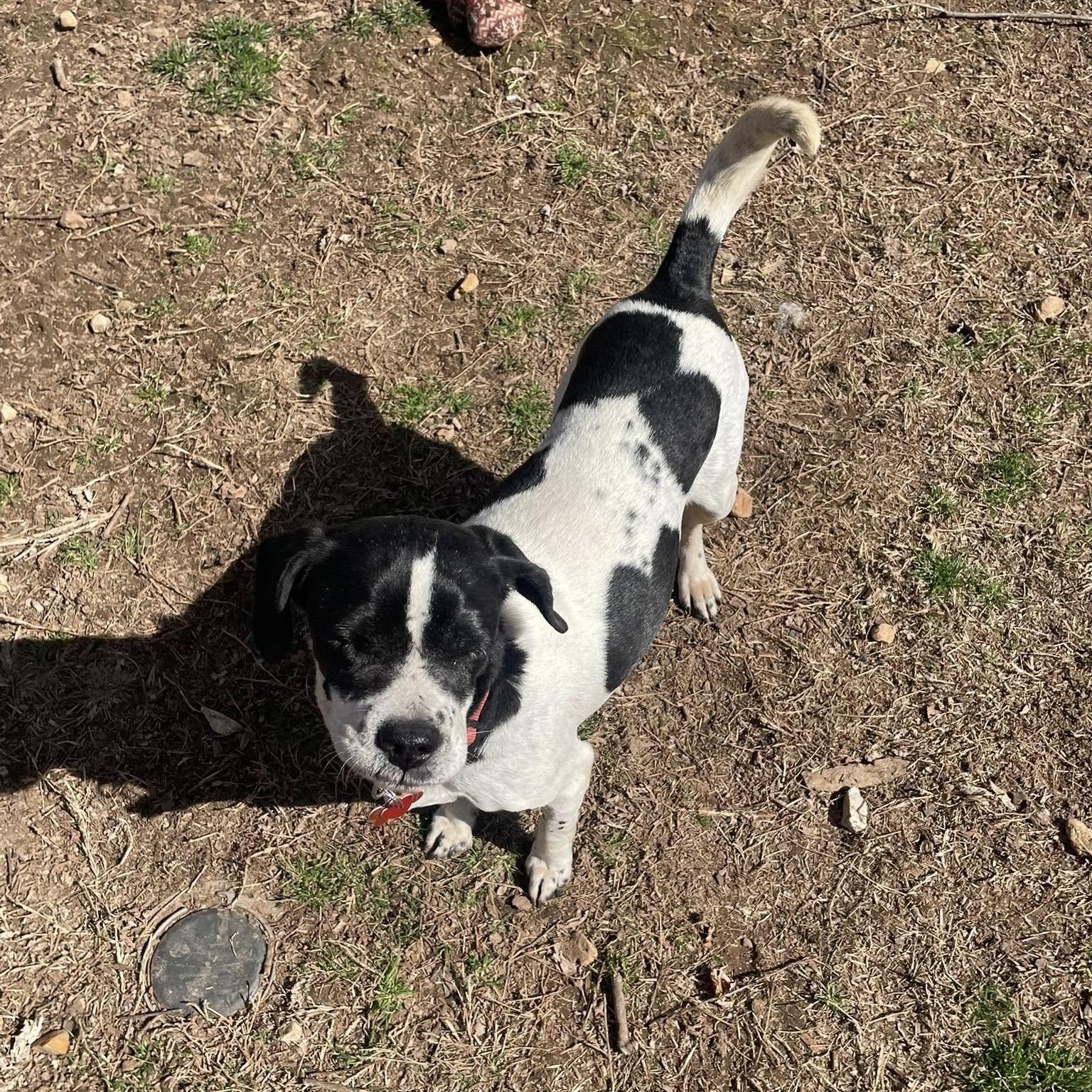 Dottie