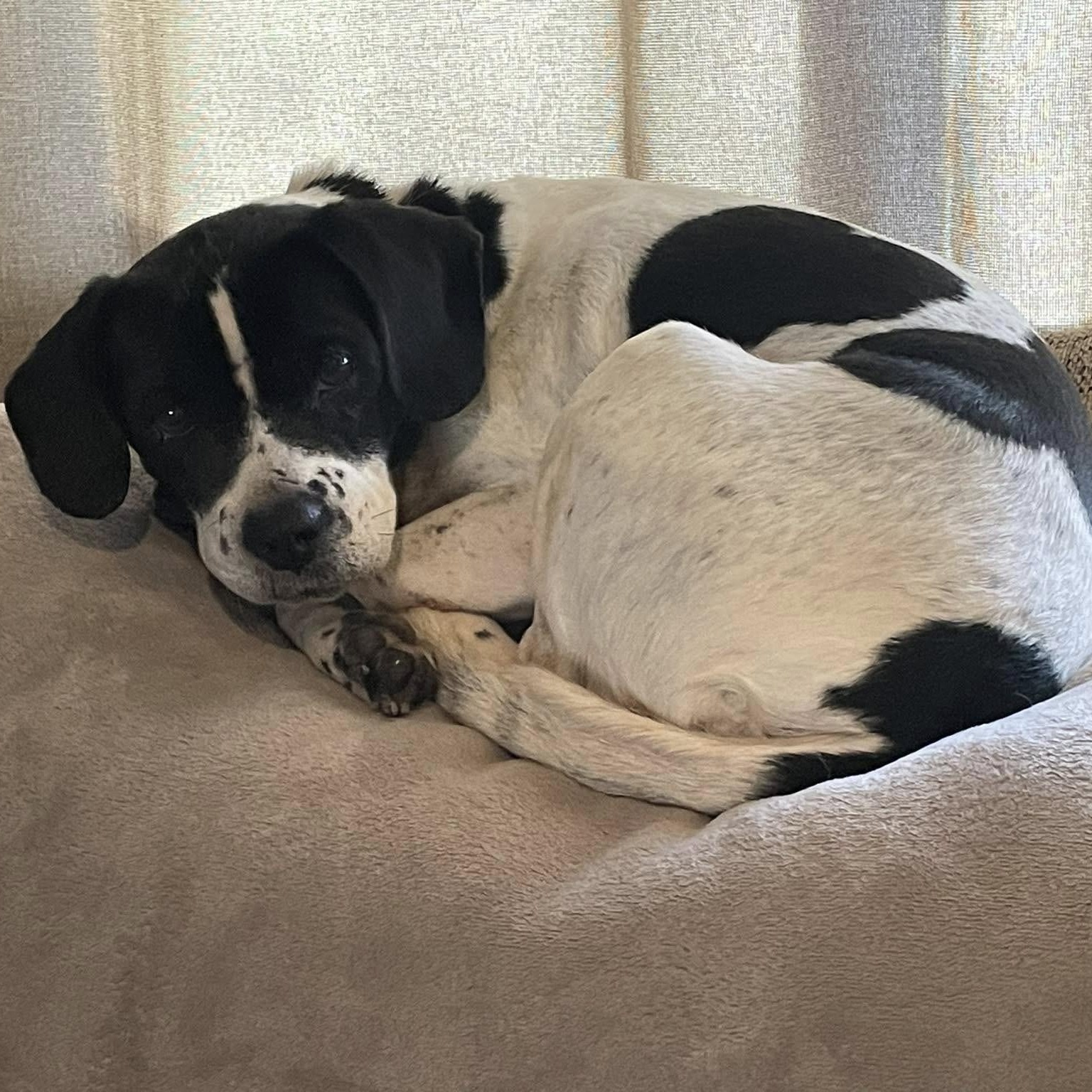 Dottie