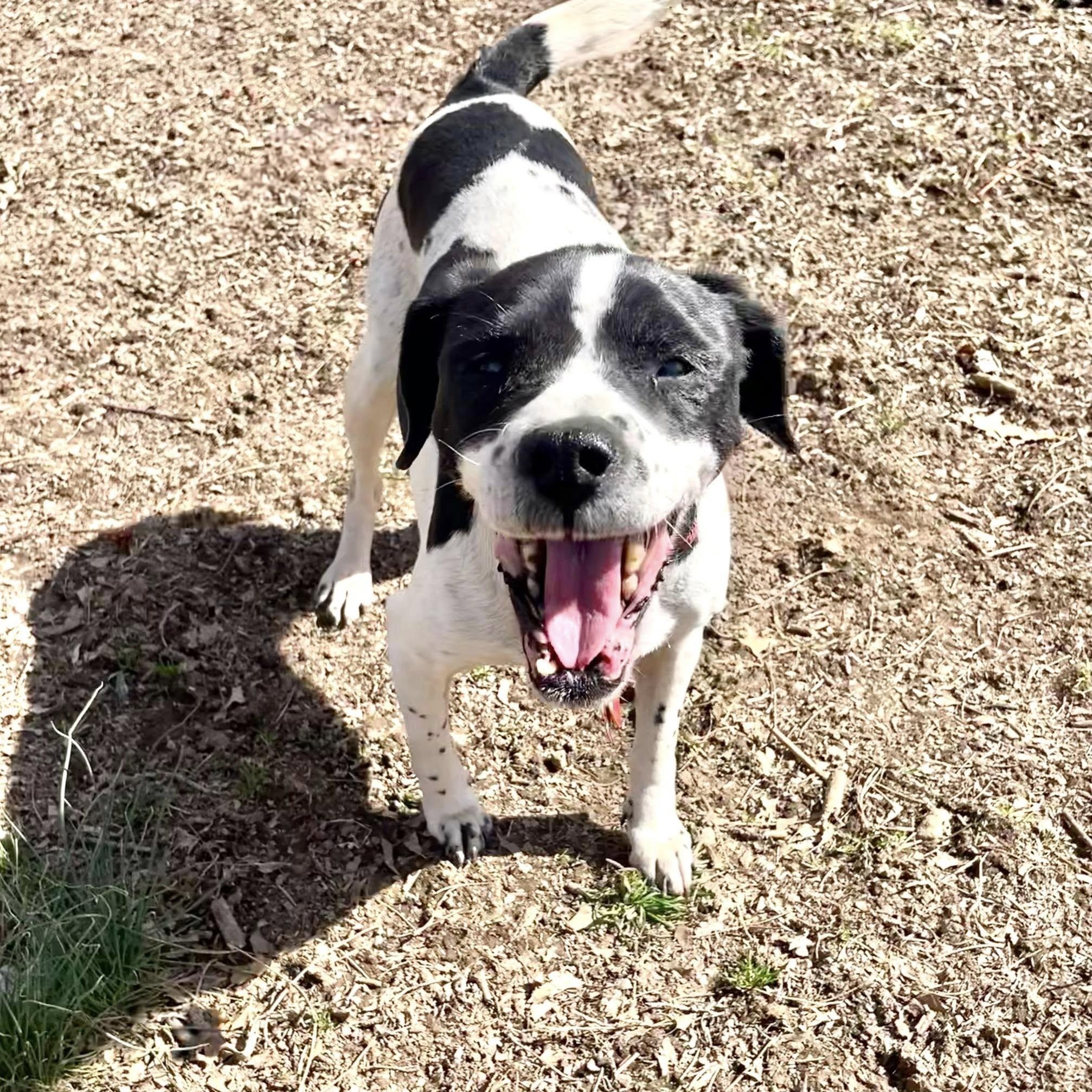 Dottie