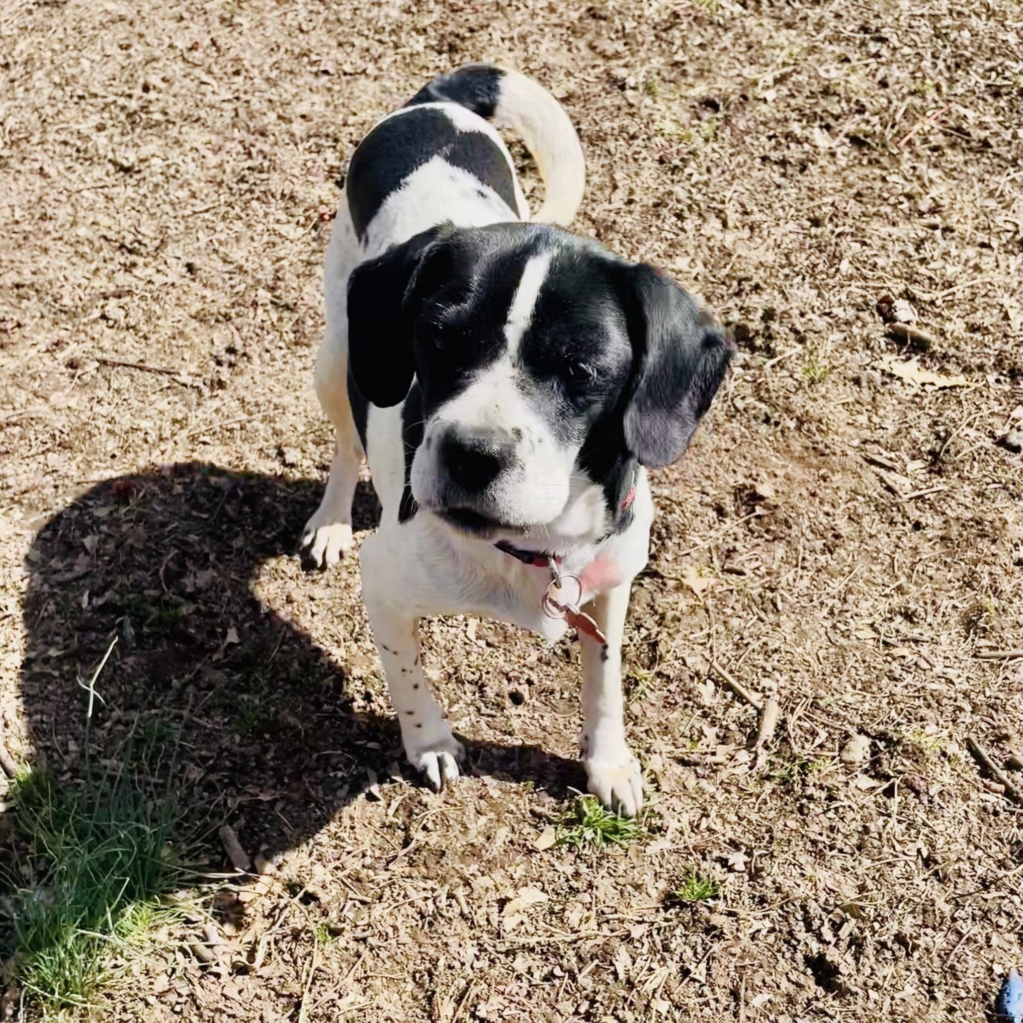 Dottie