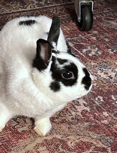 Enlarge Nemonie, a Adoptable mixed breed in Utica, NY image 5/6