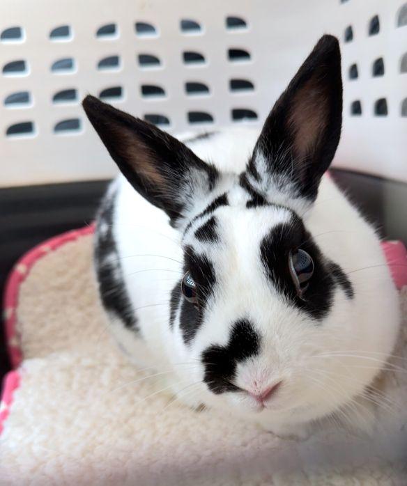 Enlarge Nemonie, a Adoptable mixed breed in Utica, NY image 2/6