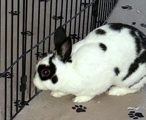 Enlarge Nemonie, a Adoptable mixed breed in Utica, NY image 6/6