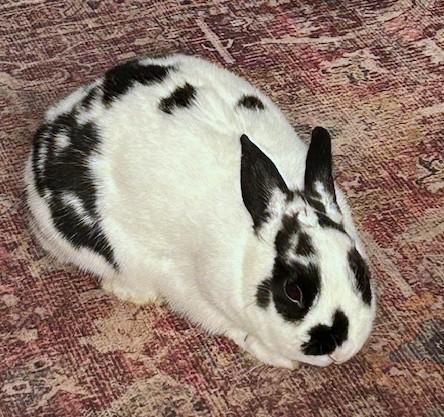 Enlarge Nemonie, a Adoptable mixed breed in Utica, NY image 3/6