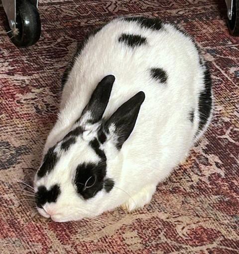 Enlarge Nemonie, a Adoptable mixed breed in Utica, NY image 4/6