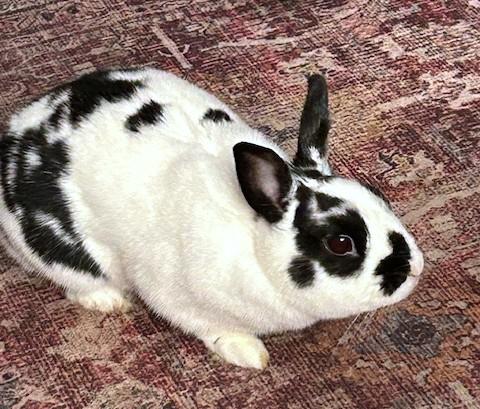 Nemonie, Adoptable, Adult Female Bunny Rabbit.