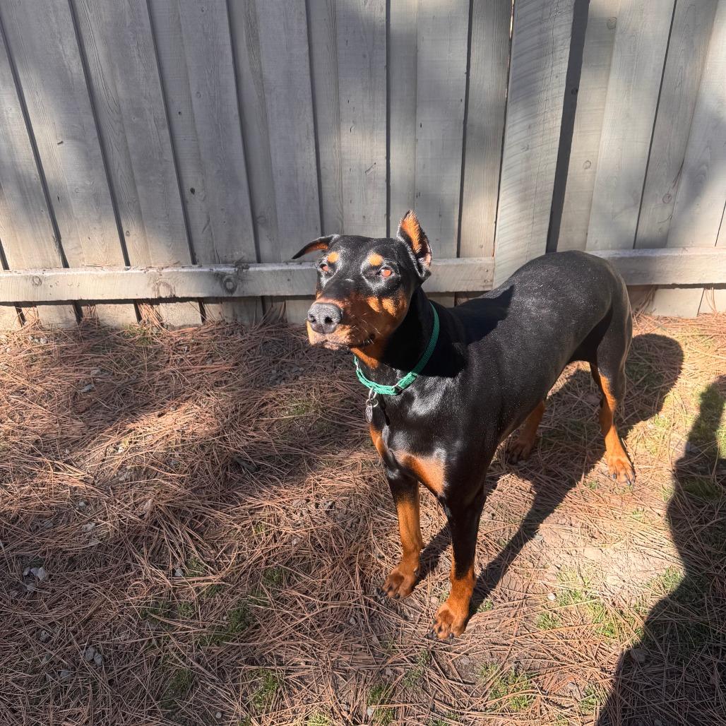 Faine, Adoptable, Adult Female Doberman Pinscher.