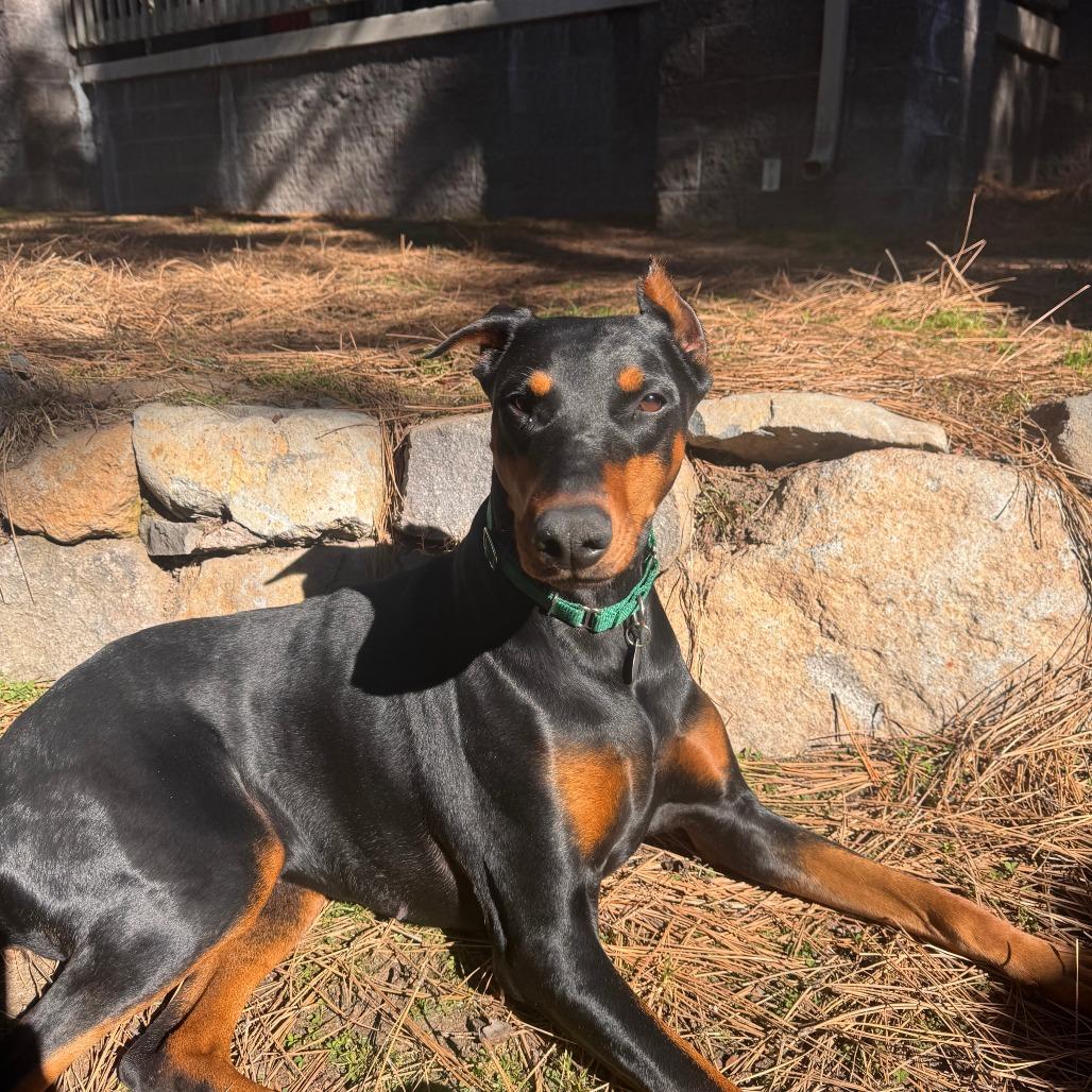 Enlarge Faine, a Adoptable mixed breed in Incline Village, NV image 5/6