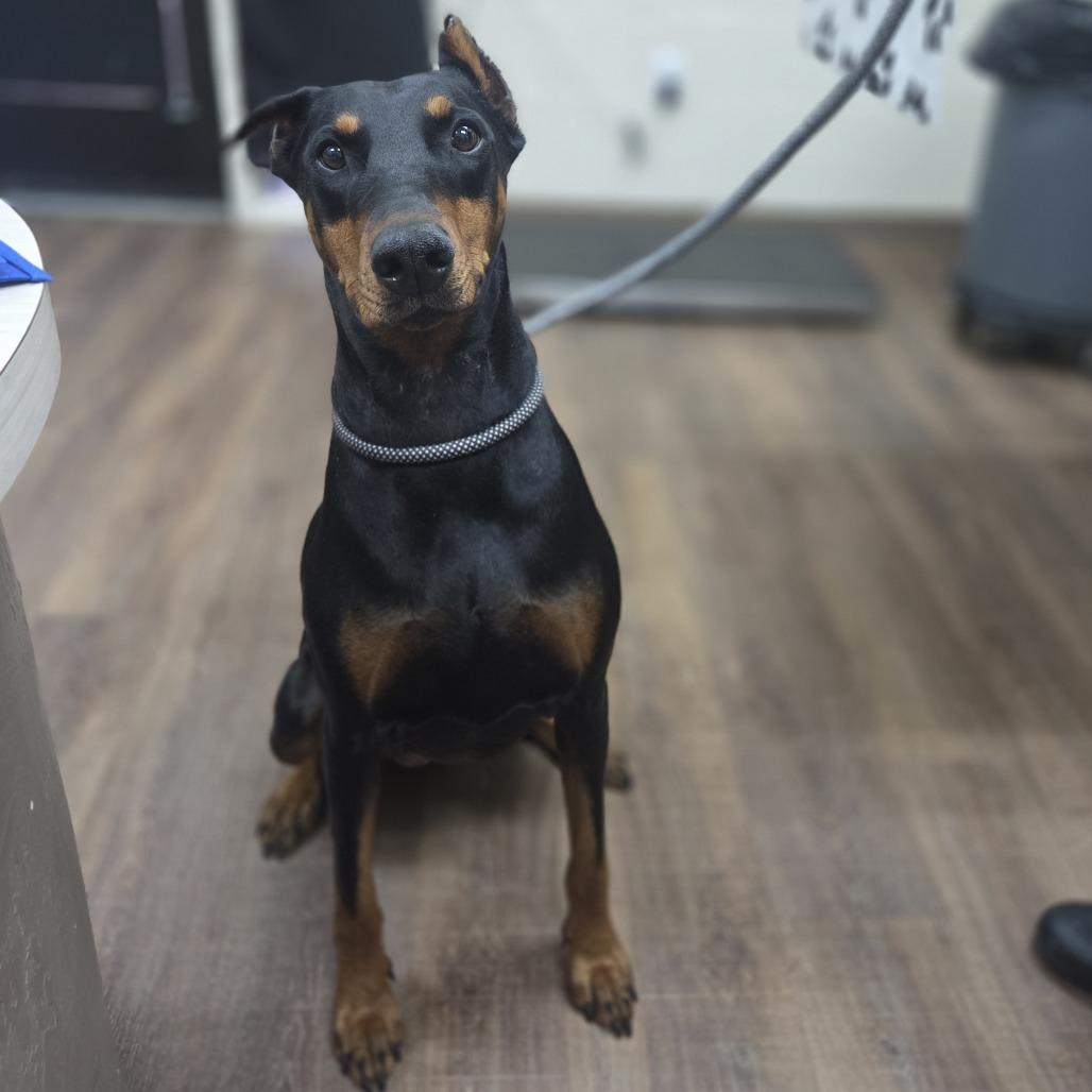 Enlarge Faine, a Adoptable mixed breed in Incline Village, NV image 6/6