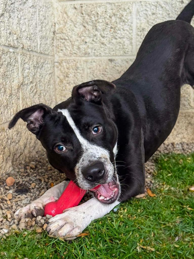 Enlarge Dakota, a Adoptable mixed breed in Charlotte, MI image 1/3