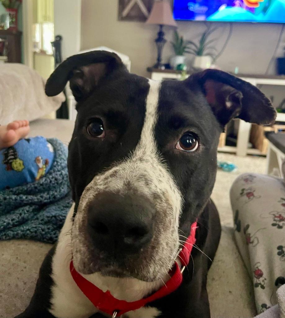 Enlarge Dakota, a Adoptable mixed breed in Charlotte, MI image 2/3