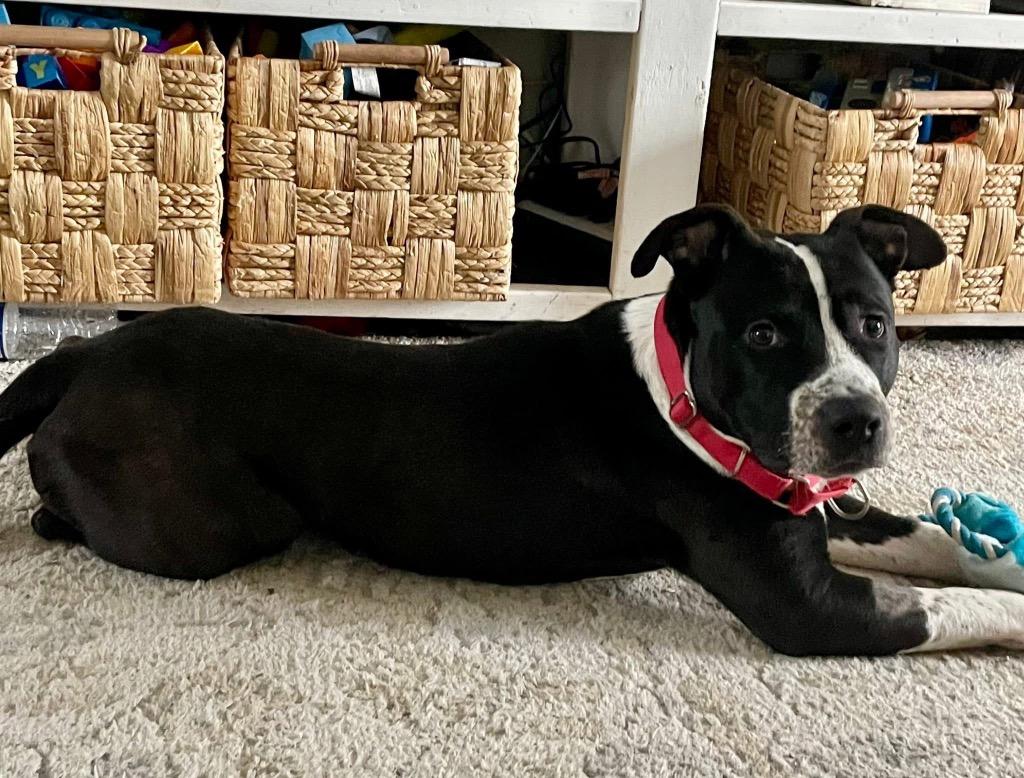 Enlarge Dakota, a Adoptable mixed breed in Charlotte, MI image 3/3