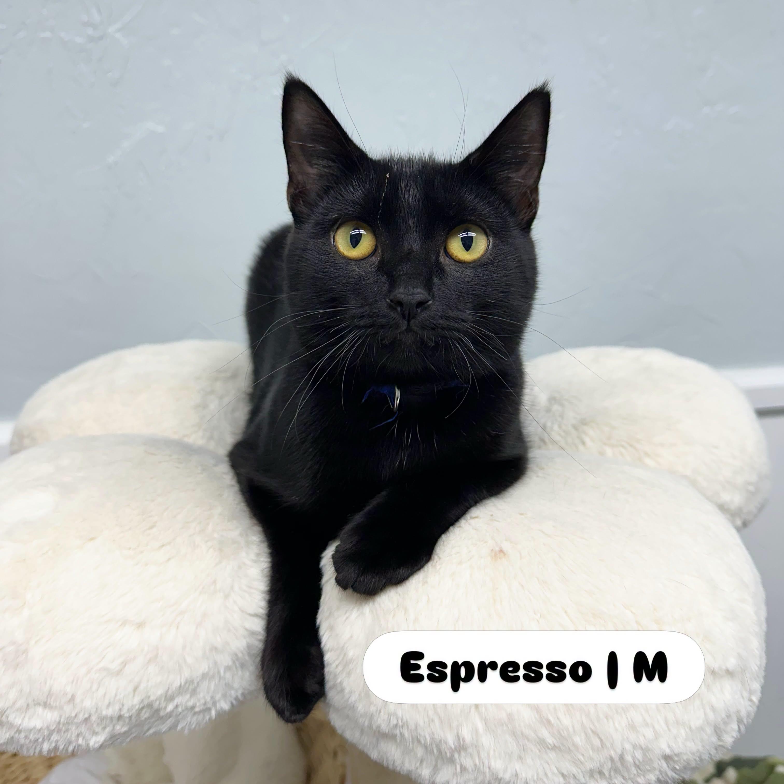 Espresso, Adoptable, Young Male Domestic Short Hair.