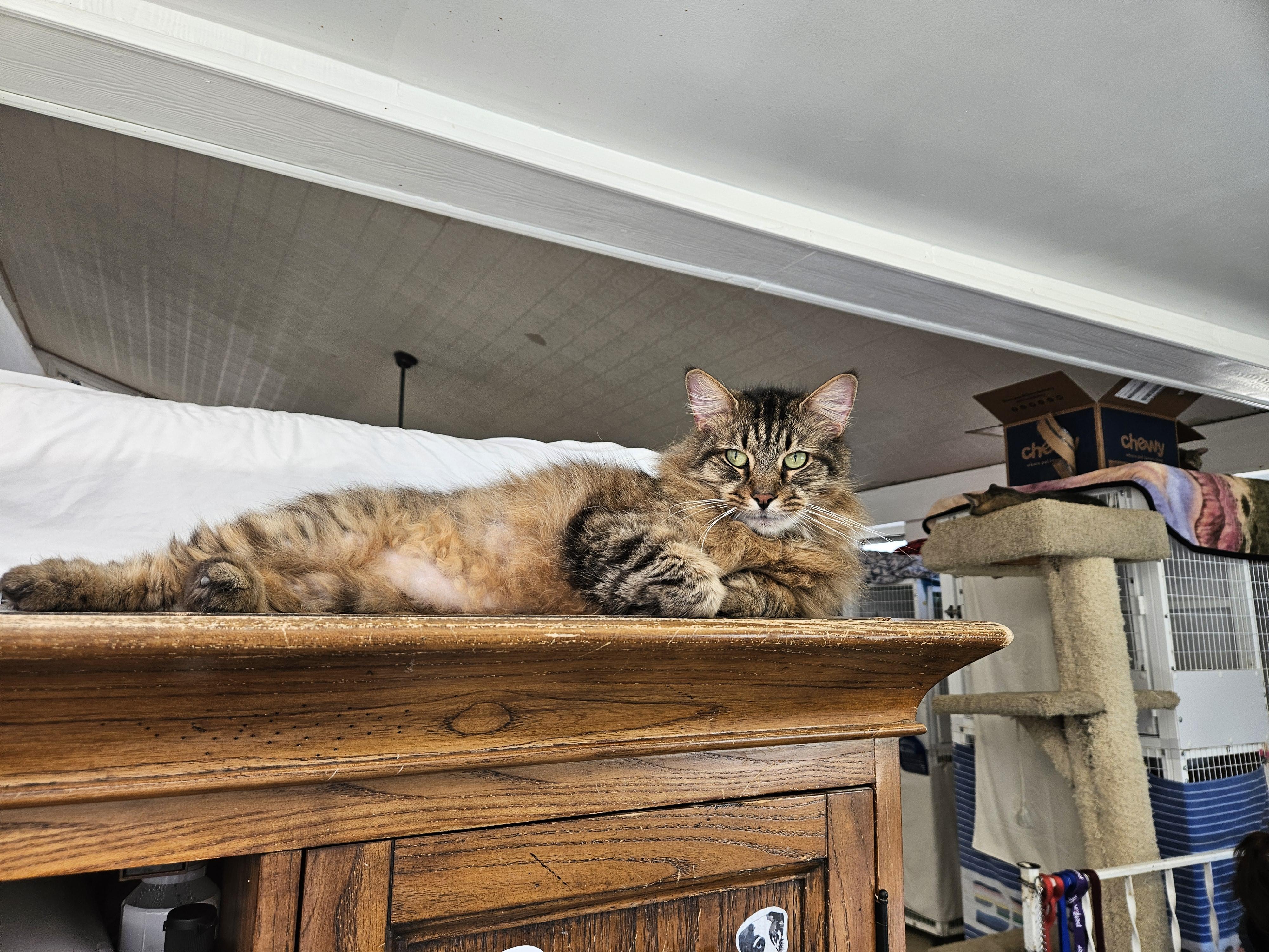 Enlarge Hutch, a Adoptable Manx in Melbourne, FL image 2/3