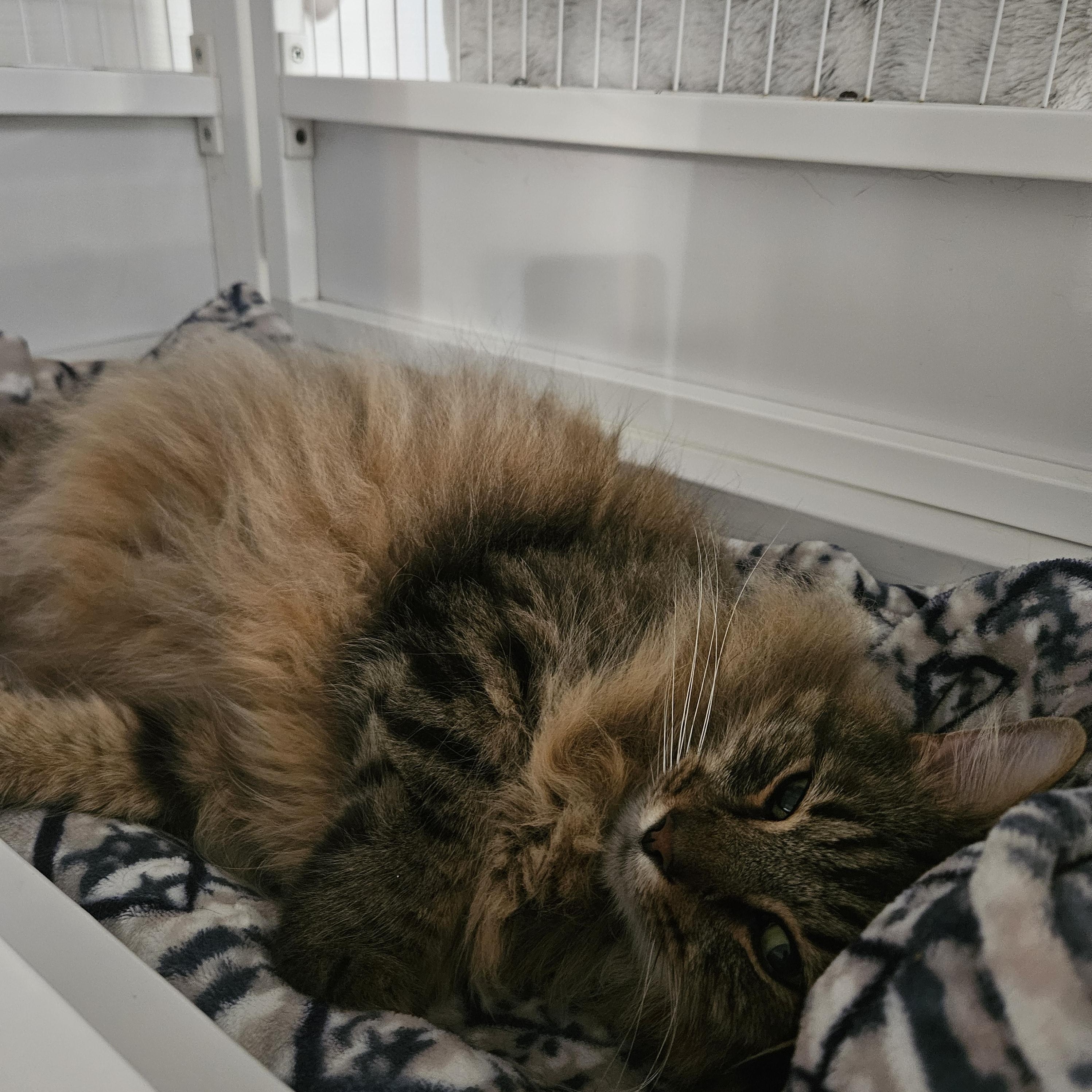 Enlarge Hutch, a Adoptable Manx in Melbourne, FL image 1/3