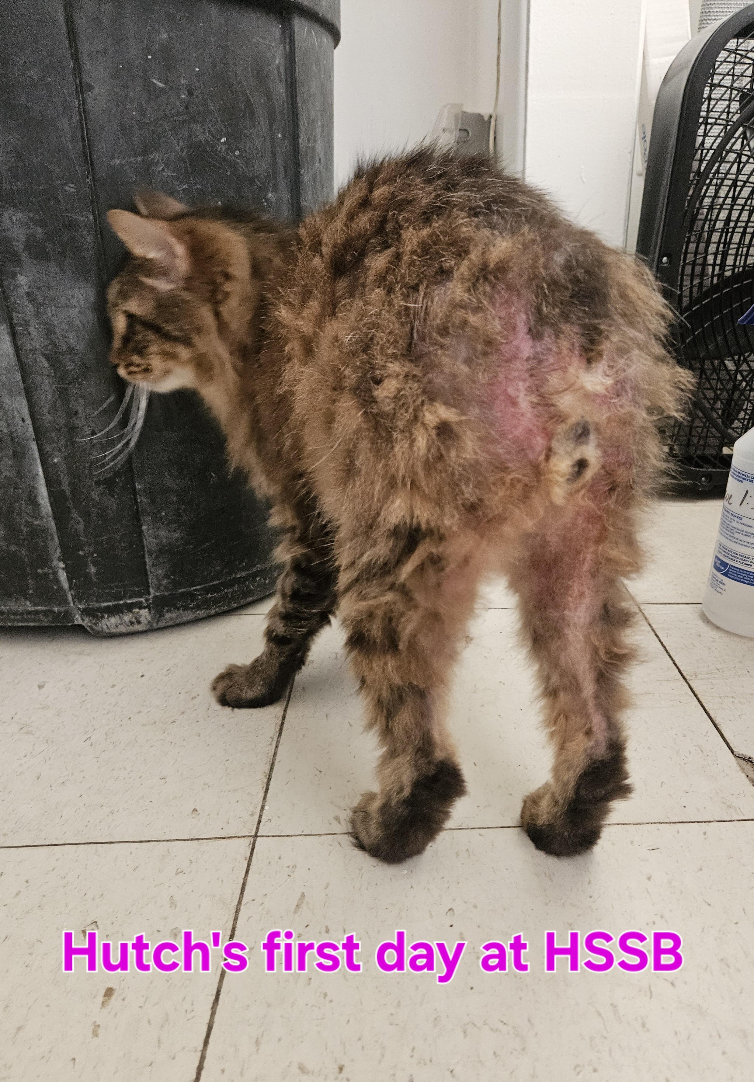 Enlarge Hutch, a Adoptable Manx in Melbourne, FL image 3/3